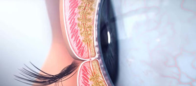 Why you should care about the lash line oil glands